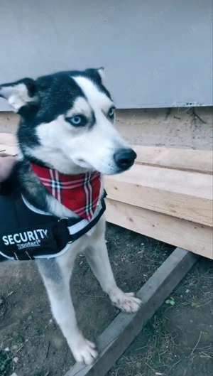 Vând Husky - imagine 2