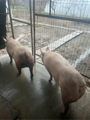 Porci de carne  - imagine 3