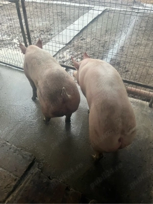 Porci de carne  - imagine 2