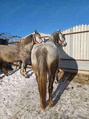 Vând 2 iepe jud.Neamt - imagine 2