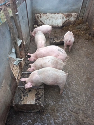 purcei de vânzare  - imagine 5