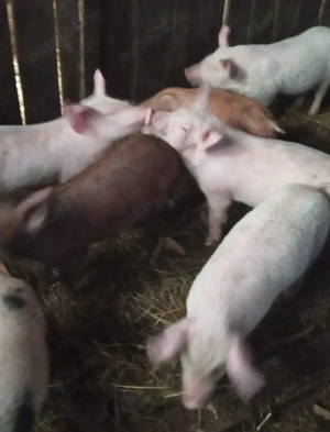 Purcei de vanzare, 7 săptămâni  - imagine 2
