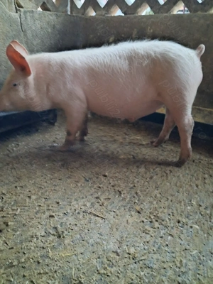 de vânzare 1 masculi 30 kg rasă marele alb ofer transport 