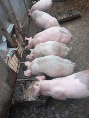 purcei de vânzare  - imagine 2