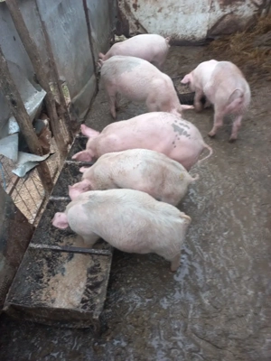 purcei de vânzare  - imagine 3