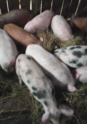 Purcei de vanzare, 7 săptămâni 