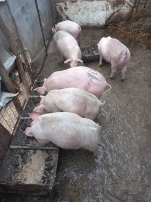 purcei de vânzare  - imagine 4