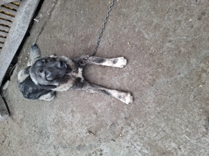 câine de vânzare  - imagine 4