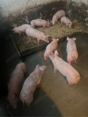 purcei de vanzare - imagine 3