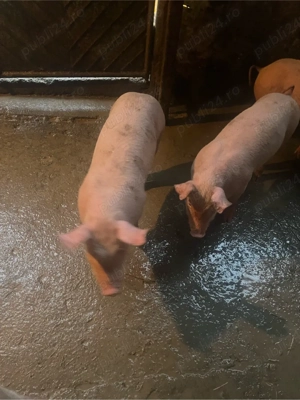 purcei de vanzare - imagine 2