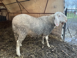 Berbeci bergamasca - imagine 3