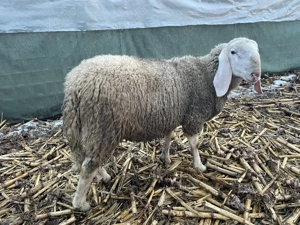 Berbeci bergamasca - imagine 2