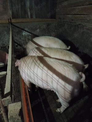 Vând porci crescuți în gospodărie! - imagine 4