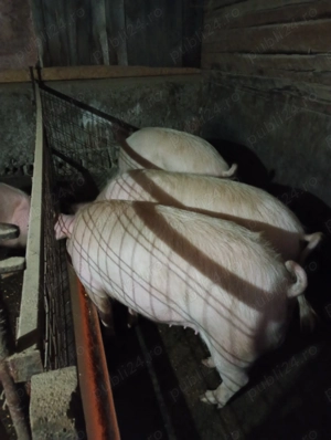 Vând porci crescuți în gospodărie! - imagine 3