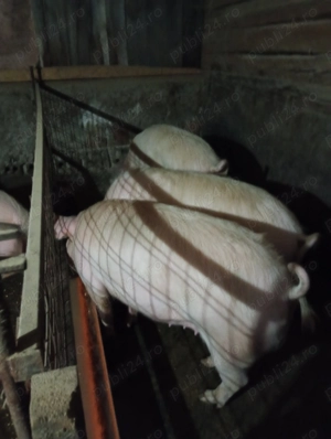 Vând porci crescuți în gospodărie!