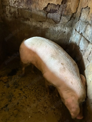 Vând porci crescuți în gospodărie! - imagine 2