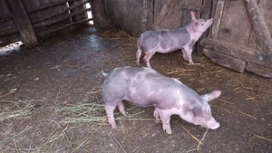 Vând purcei pietran - imagine 3