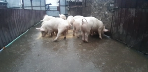 Grasuni Marele Alb Cu Landrace