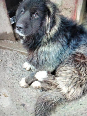 Vind catelusa rasă de Ciobanesc de Bucovina corb 