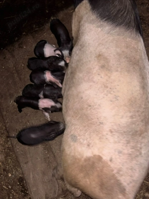 Vând scroafă cu purcei 