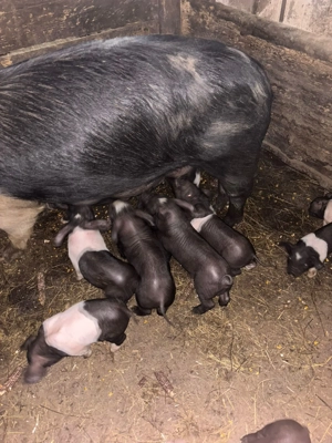 Vand scroafă cu purcei  - imagine 2