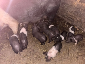 Vand scroafă cu purcei  - imagine 3