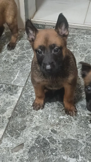 Puiuți Malinois Belgian  - imagine 2