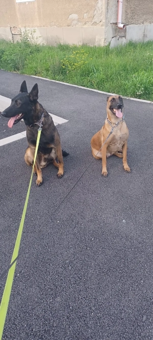 Puiuți Malinois Belgian  - imagine 3