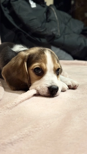 Beagle de vanzare  - imagine 2