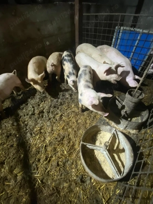 Porci 30-40 kg 450 lei - imagine 2