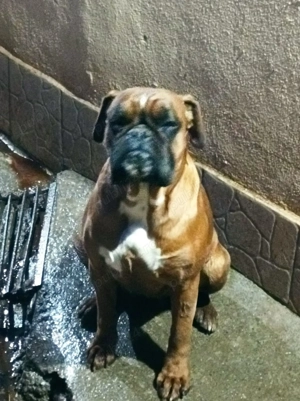 Vând cățea Boxer  - imagine 2