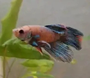 Bol mare cu peste Betta si plante naturale - imagine 2