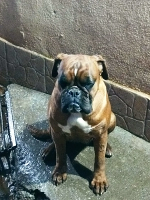 Vând cățea Boxer  - imagine 3