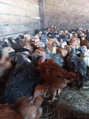 Pui rasa mixta pui alb