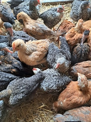 Pui rasa mixta pui alb - imagine 3