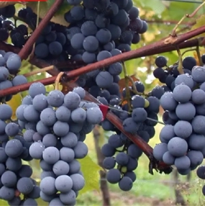 viță de vie ananas