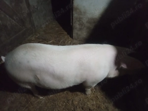 Vând porc pentru sacrificat