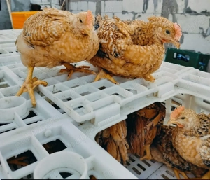 Pui kabir si porumbac  - imagine 5