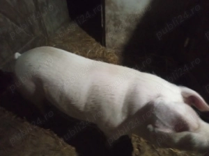 Vând porc pentru sacrificat - imagine 2