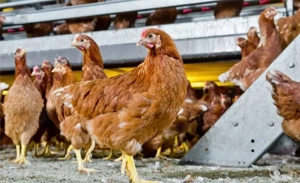 Pui kabir si porumbac  - imagine 3