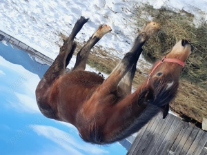 Manza de 10luni din părinți semi-grei  - imagine 2