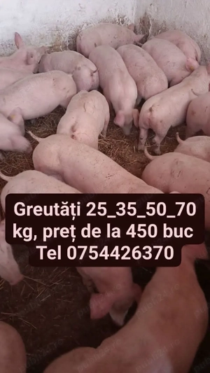 vand purcei de carne 