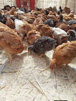 Ferma Dobrogeana  - imagine 5