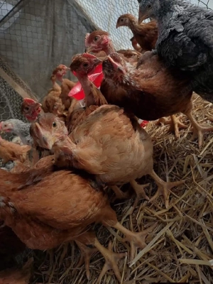 Pui rasa mixta - imagine 2