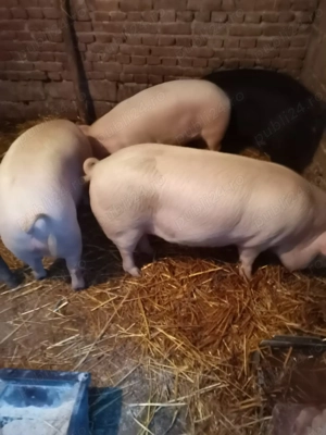 Vând porci grași  tineri
