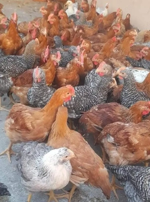 Pui rasa mixta - imagine 5