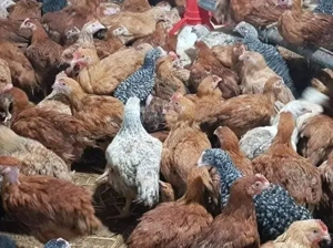 Pui rasa mixta - imagine 4