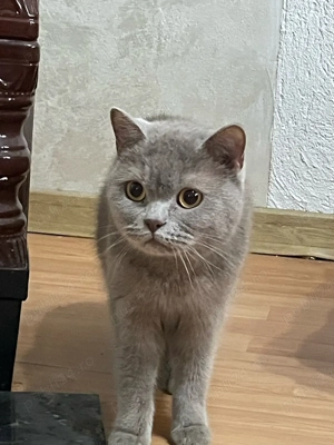 Vand pisic     British Shorthair fac si schimb cu ipohne 14 pro max - imagine 3