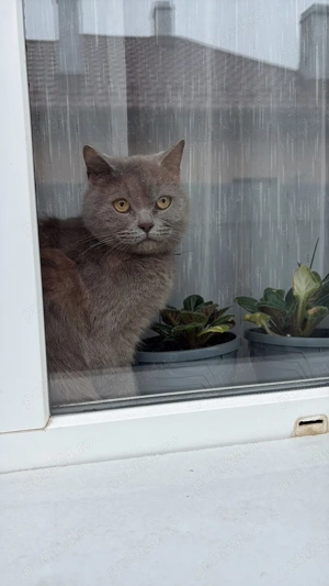 Vand pisic     British Shorthair