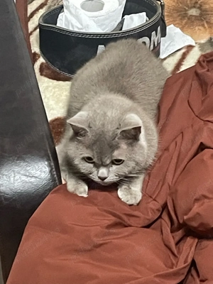 Vand pisic     British Shorthair fac si schimb cu ipohne 14 pro max - imagine 2